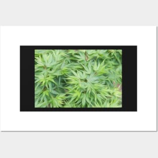 Acer palmatum oil painting effect Posters and Art